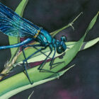 DARK DAMSELFLY-detail