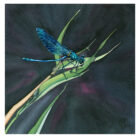 Dark Damselfly Digitally enhanced print