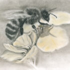 Link to purchase page for Charcoal Bee Drawing