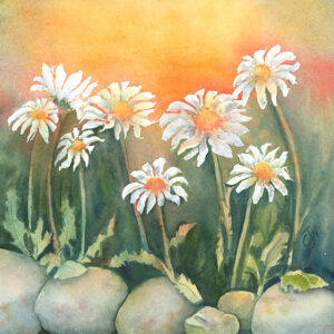 Daisies